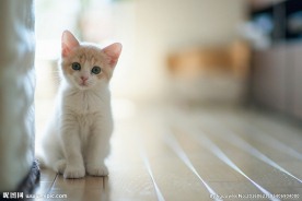 宠物猫 可爱的小猫