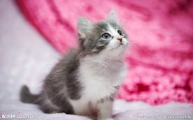 宠物猫 可爱的小猫
