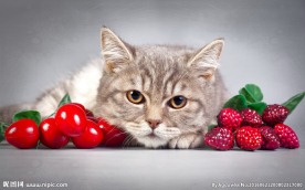 宠物猫 可爱的小猫