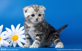 宠物猫 可爱的小猫