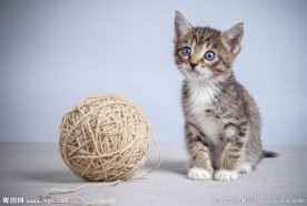 宠物猫 可爱的小猫