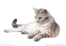 宠物猫 可爱的小猫