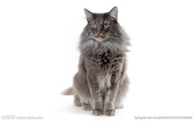 宠物猫 可爱的小猫
