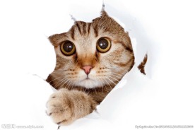 宠物猫 可爱的小猫
