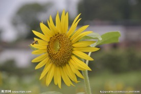 向日葵  花卉
