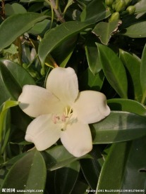非洲茉莉