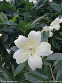非洲茉莉