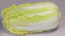 大白菜