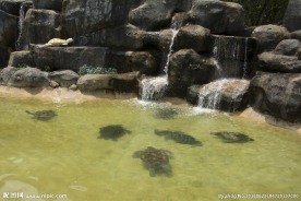海龟岛