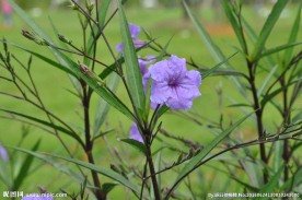 小紫花