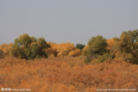 胡杨林