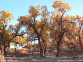 胡杨林