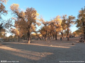 胡杨林