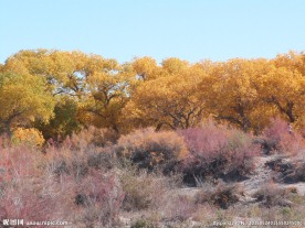 胡杨林