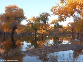 胡杨林