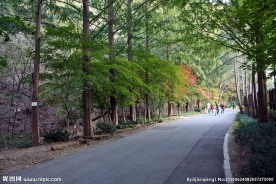 山林公路图片