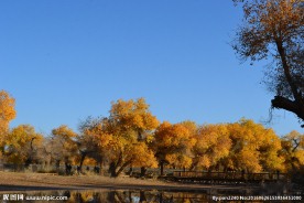 胡杨林