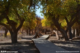 胡杨林