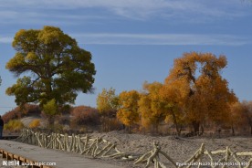 胡杨林