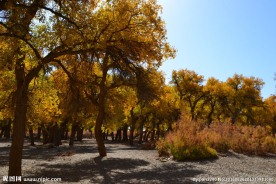 胡杨林