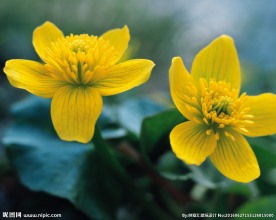 迎春花