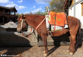 丽江矮马