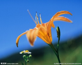黄花