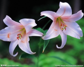 百合花