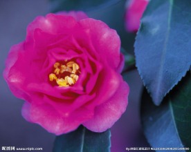山茶花