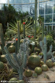 室内植物景观