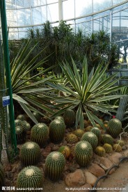 室内植物景观