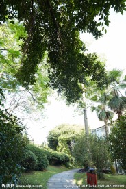户外植物小道场景