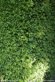 植物园绿叶高清大图