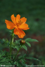 硫华菊