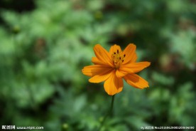 一枝黄花
