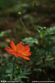 一枝黄花