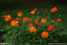 硫华菊
