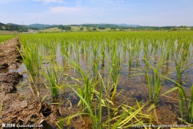 水稻田