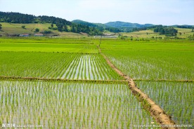 水稻田地