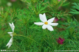 格桑花
