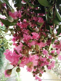 害羞花