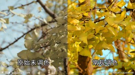 蓝天下的银杏树