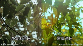 逆光下的大叶女贞
