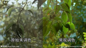 繁茂的枝叶