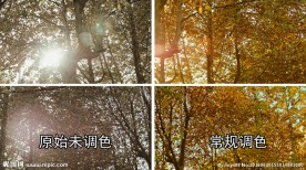 摇拍阳光透射下的树林