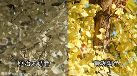 金黄繁茂的银杏树叶