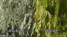 自由摇摆的柳条