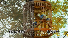 树上挂着的鸟笼