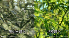 飘动的竹叶特写