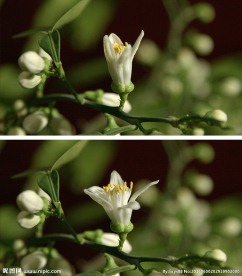 柠檬开花延迟视频